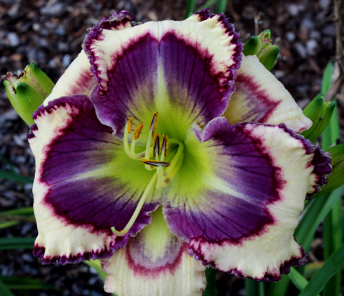 Say Can You See, Daylily