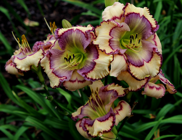 Stenciled Infusion, Daylily