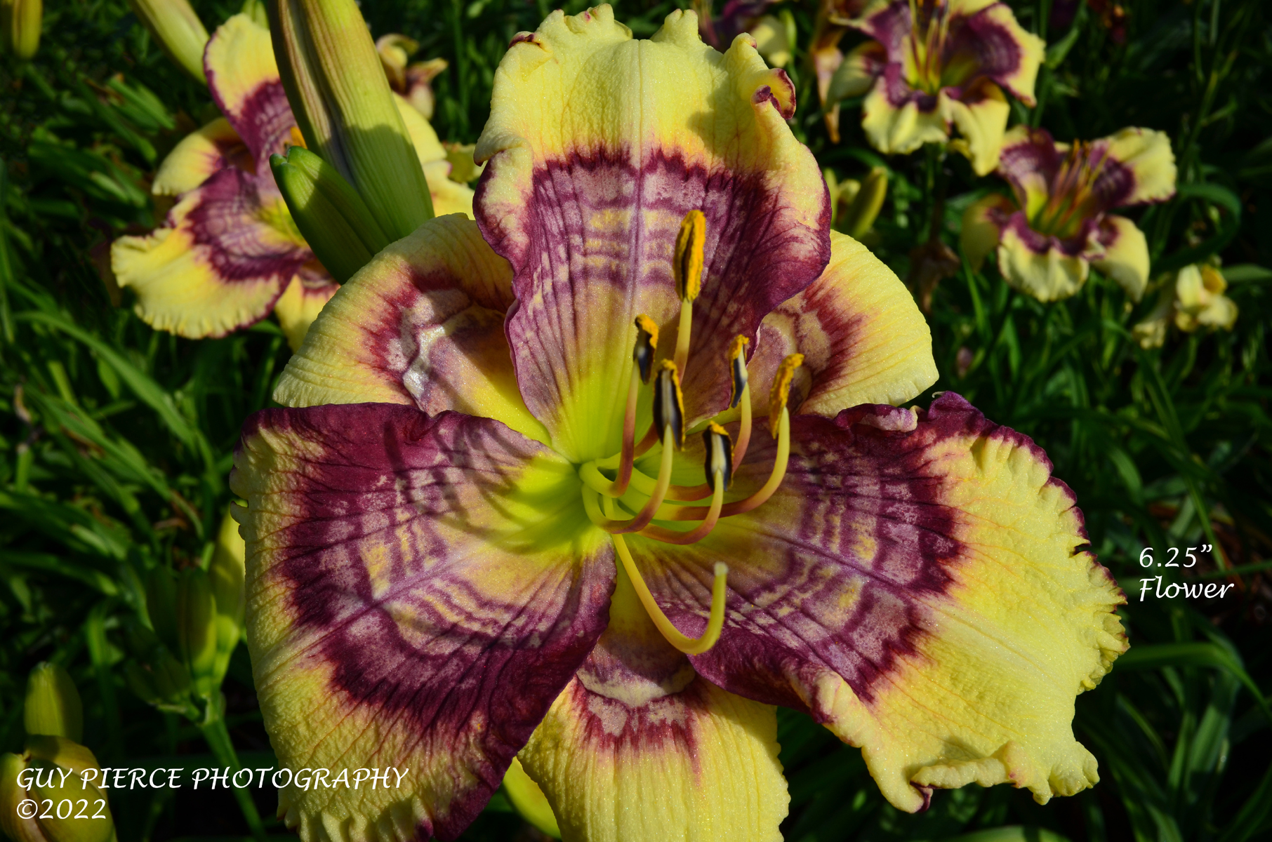 Sunrise Circles Daylily