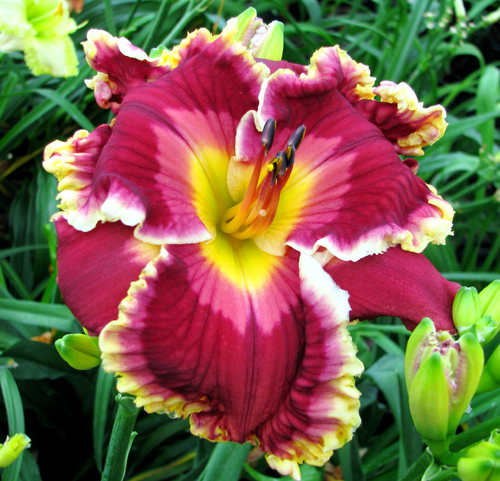 Superstitious, Daylily