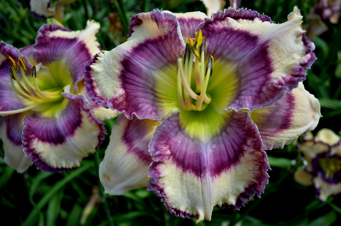 Surfing the Web, Daylily