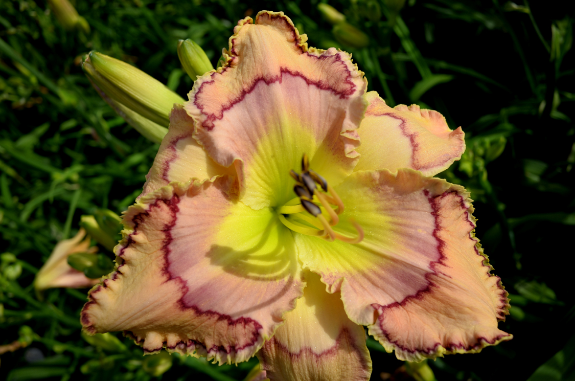 Tranquil Tiger, Daylily