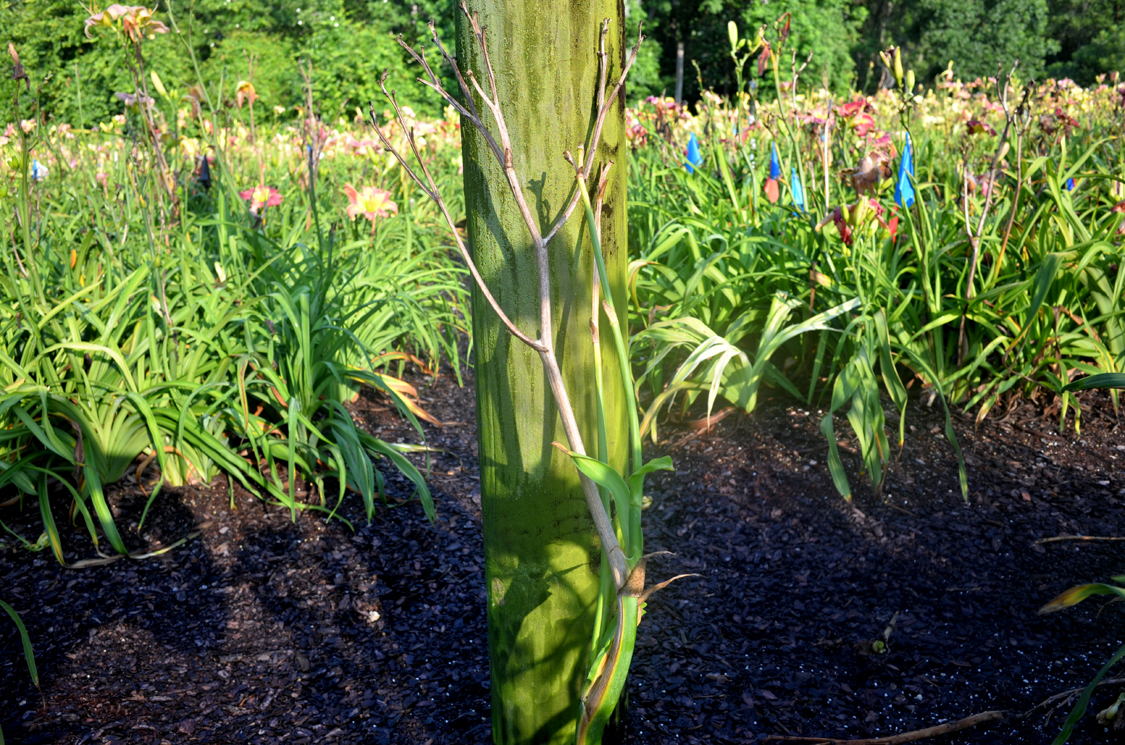 Tranquil Tiger, Daylily