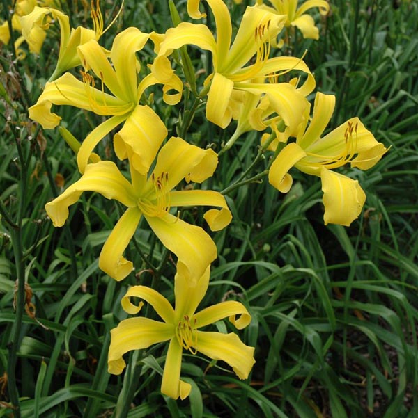 Debary Canary