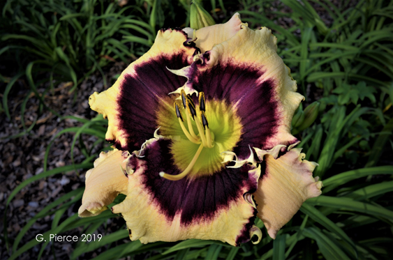 Abalone Bite, Daylily