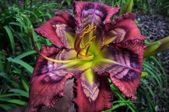 Absolutely Stellar, Daylily