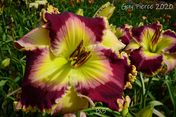 Apple Mountain, Daylily