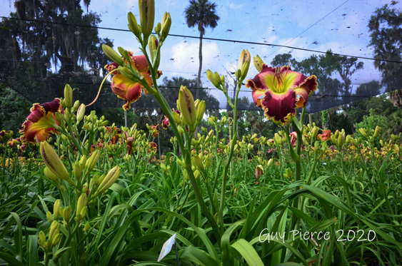 Apple Mountain, Daylily