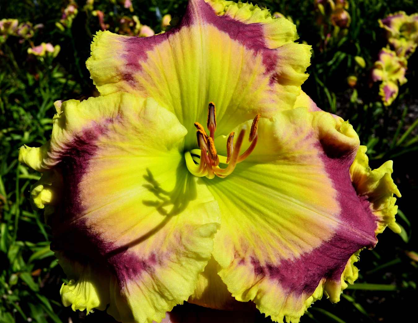 Be Cool, Daylily