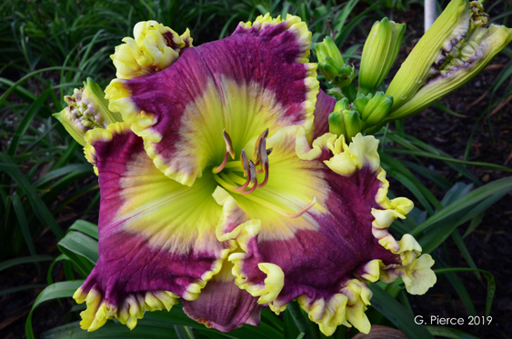 Berry Ambitious, Daylily