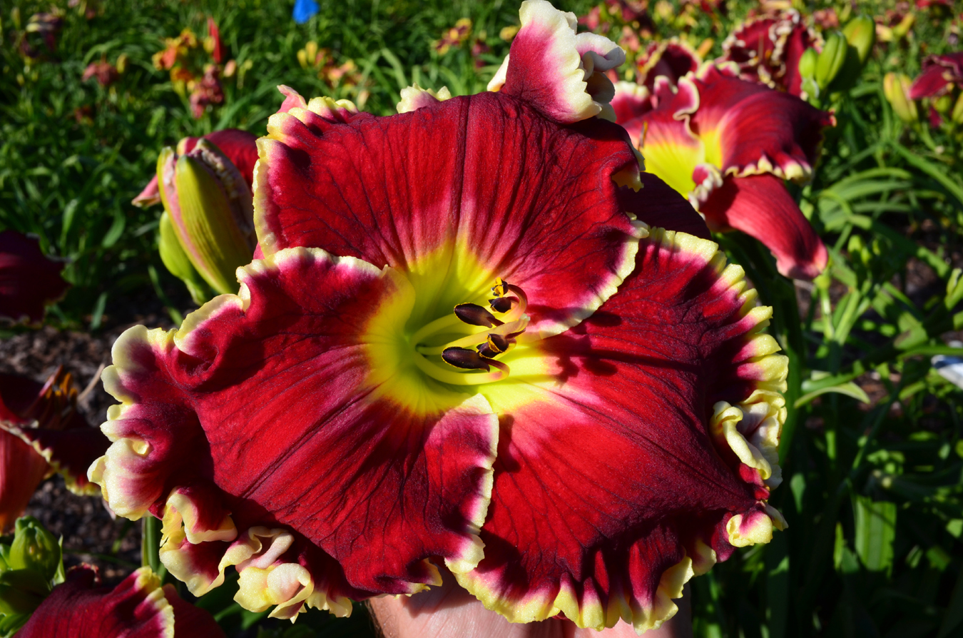 Blazing Heart, Daylily