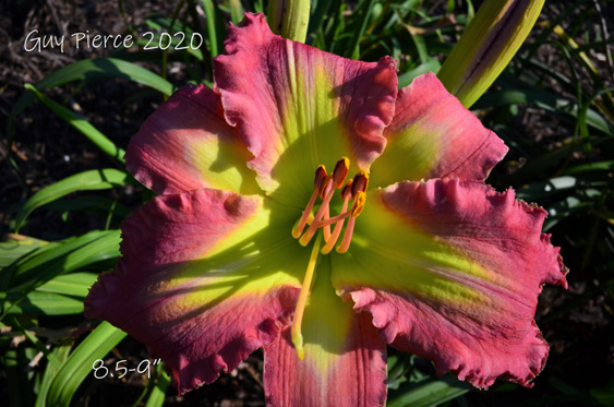 Bold Approval, Daylily