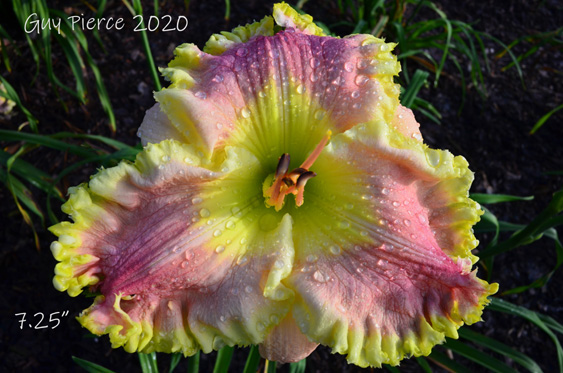 Cloak and Veil,  Daylily