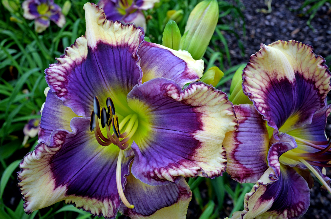 Desired Effect Daylily