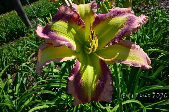 Galactic Glow,  Daylily