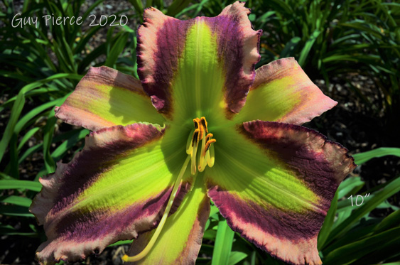 Galactic Glow,  Daylily