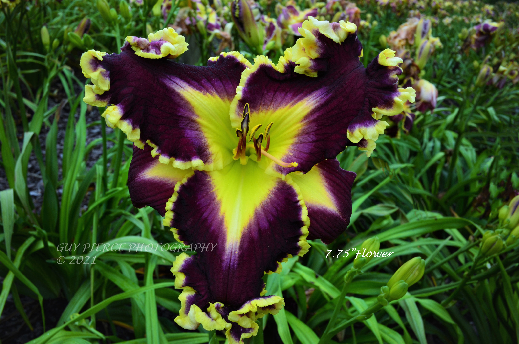 Gallant Star, Daylily