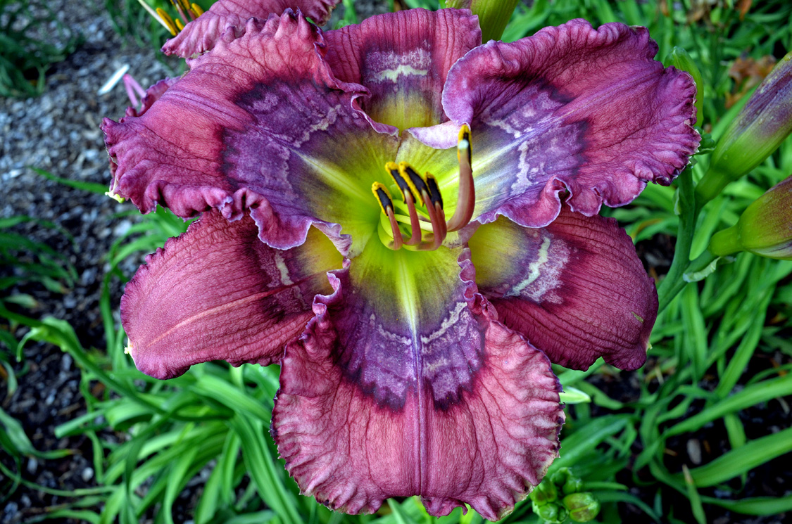 Greek Art Daylily