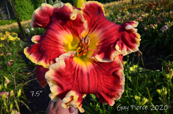 Happy Go Ruffles,  Daylily