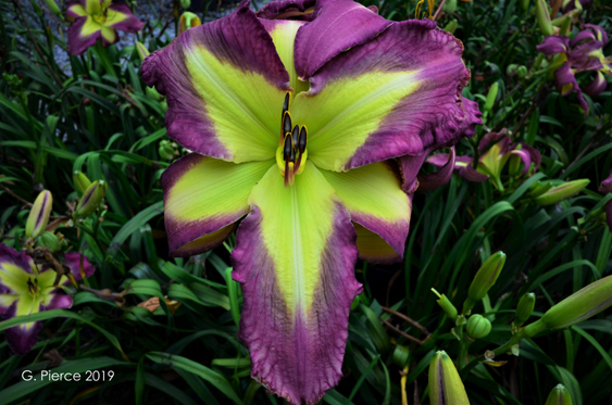 Kelly's Star, Daylily