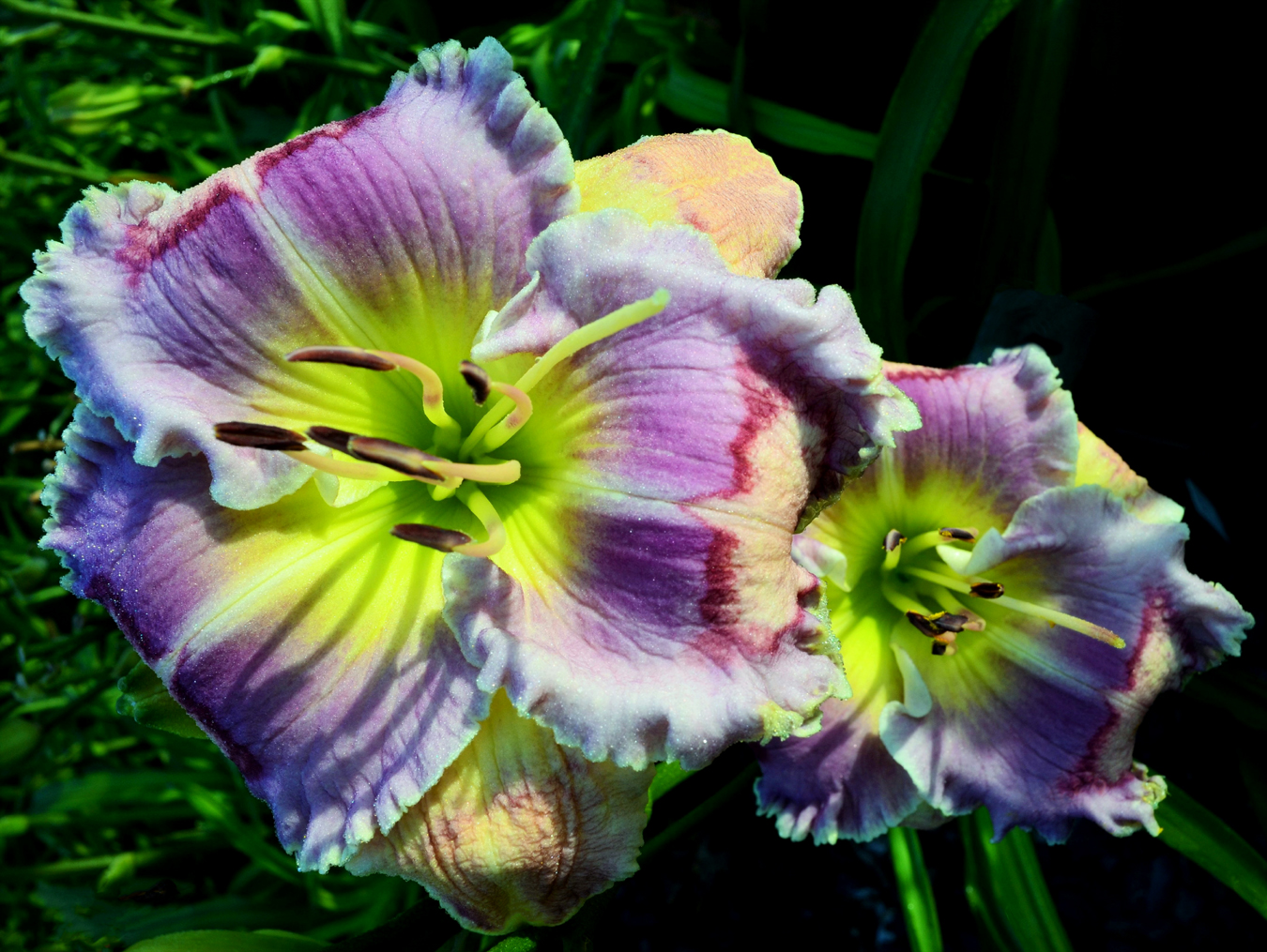 Lilac Clouds, Daylily