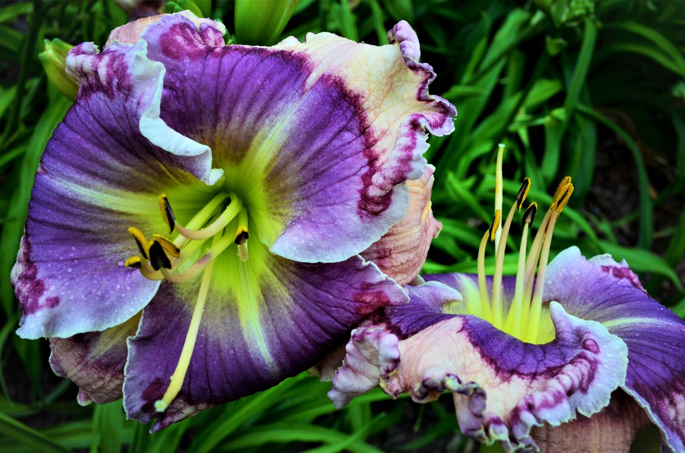 Lilac Clouds, Daylily