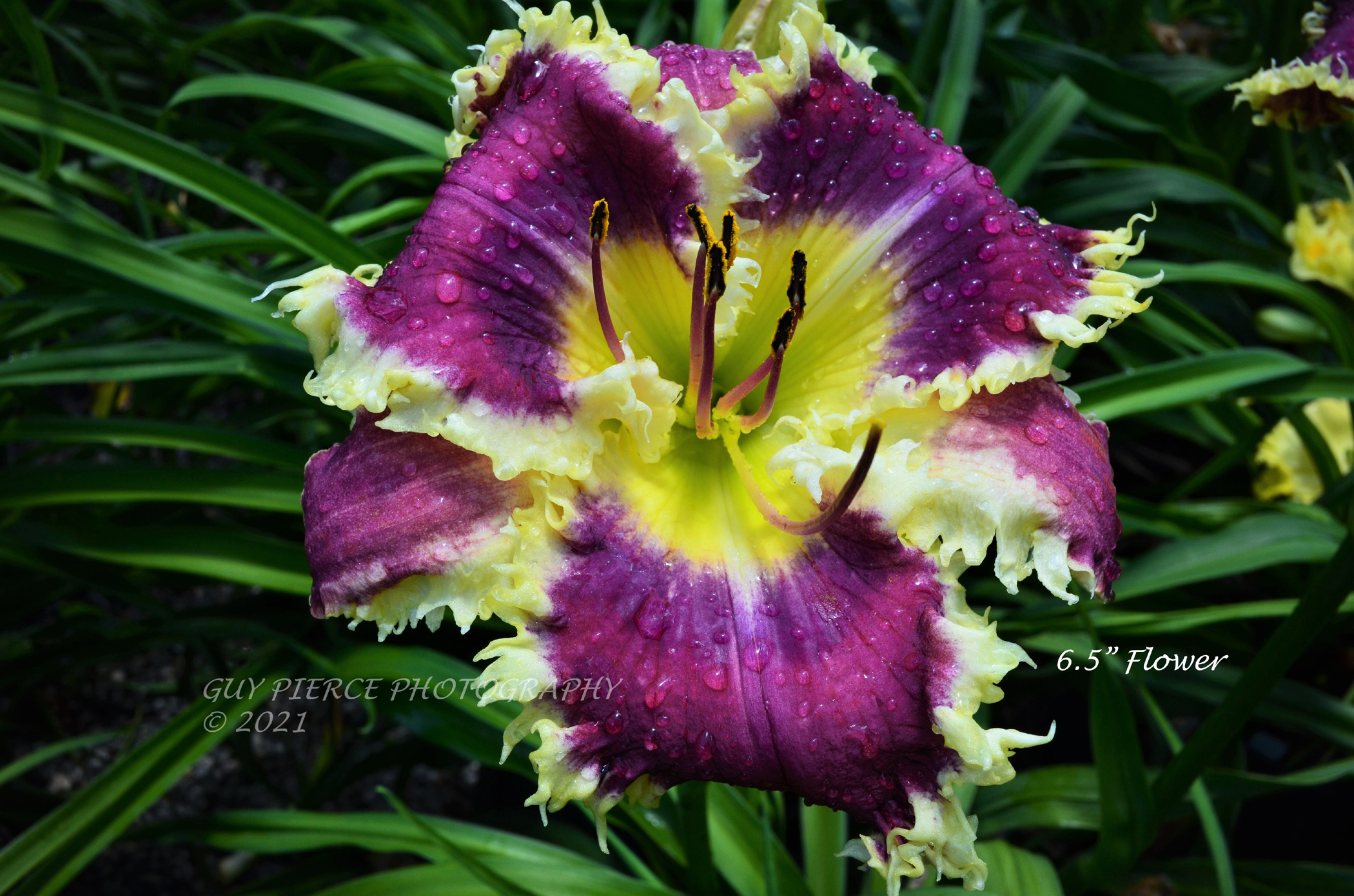 Magenta Markings, Daylily