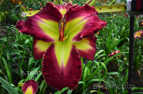 Master Chief,  Daylily