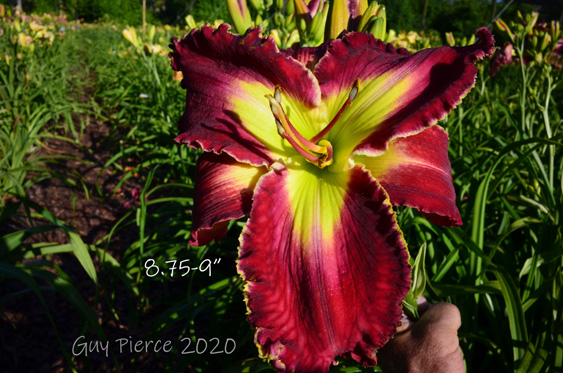 Master Chief,  Daylily