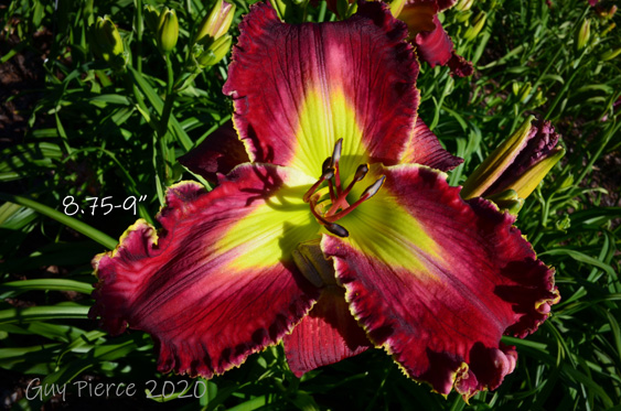 Master Chief,  Daylily