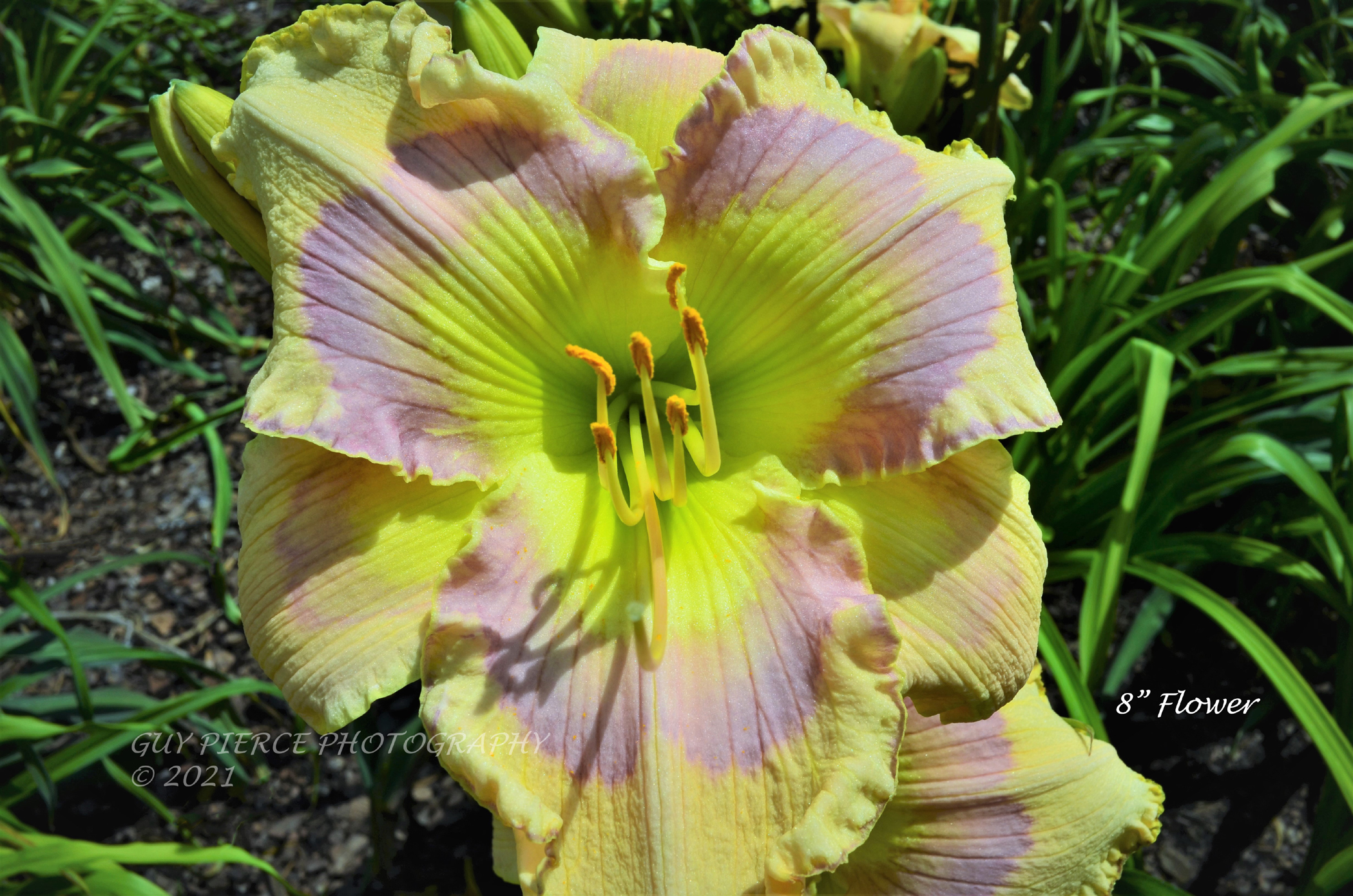 Mighty Icon, Daylily