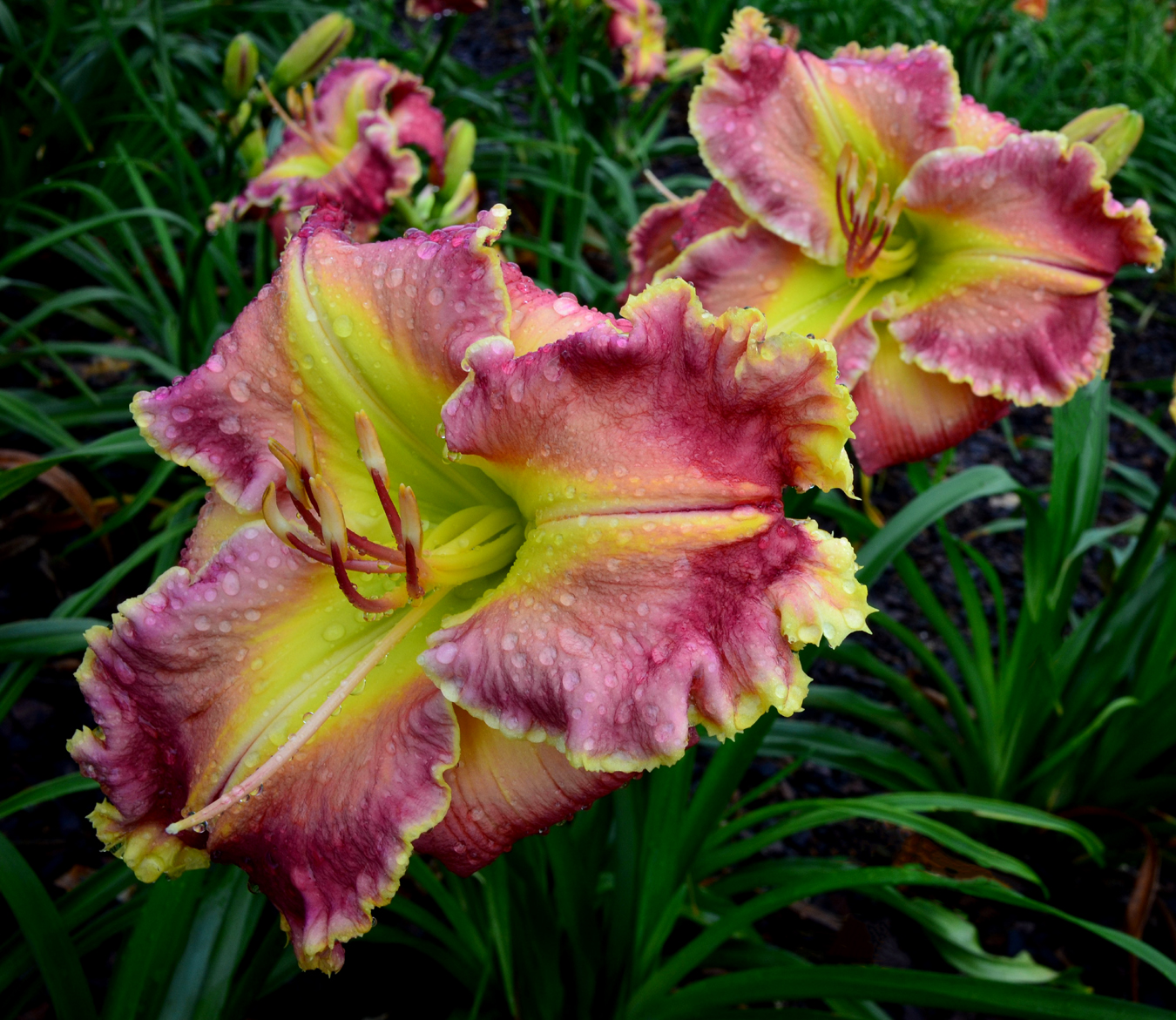 My Darling Karentine, Daylily