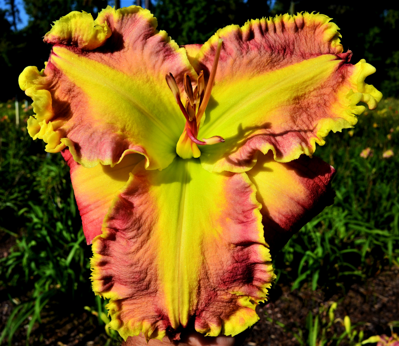 My Darling Karentine, Daylily