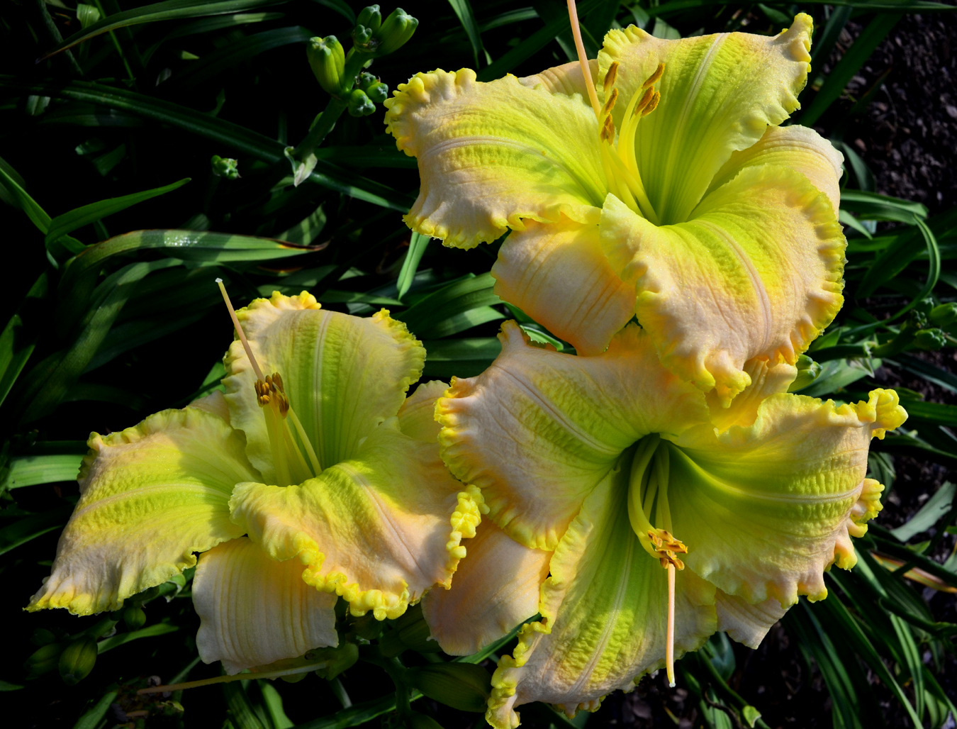 My Magical Moment, Daylily