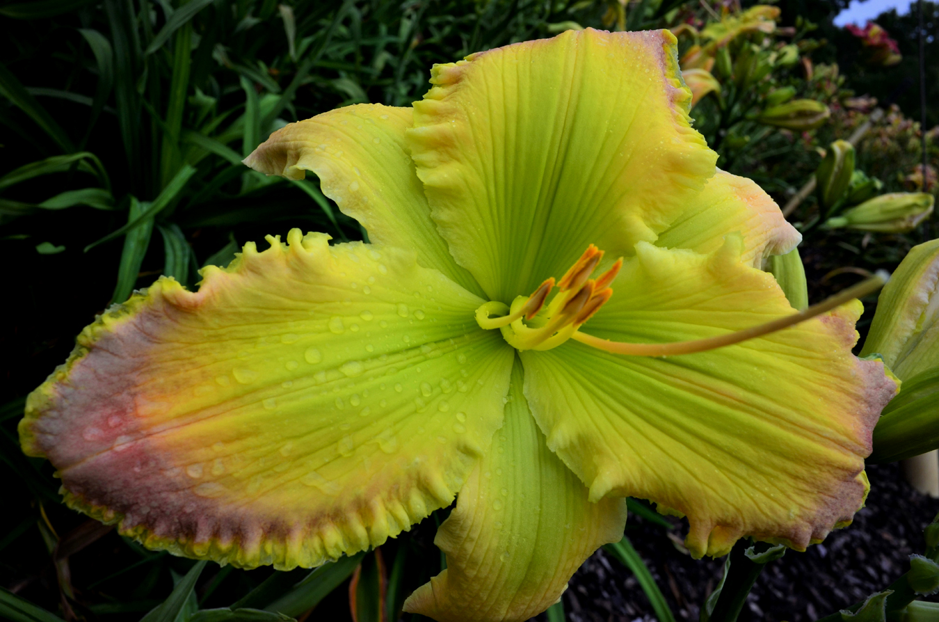 New Zealand, Daylily