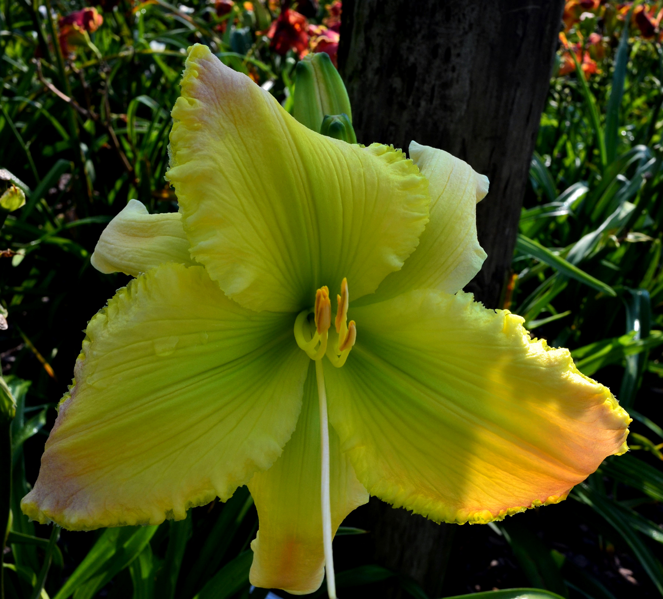 New Zealand, Daylily