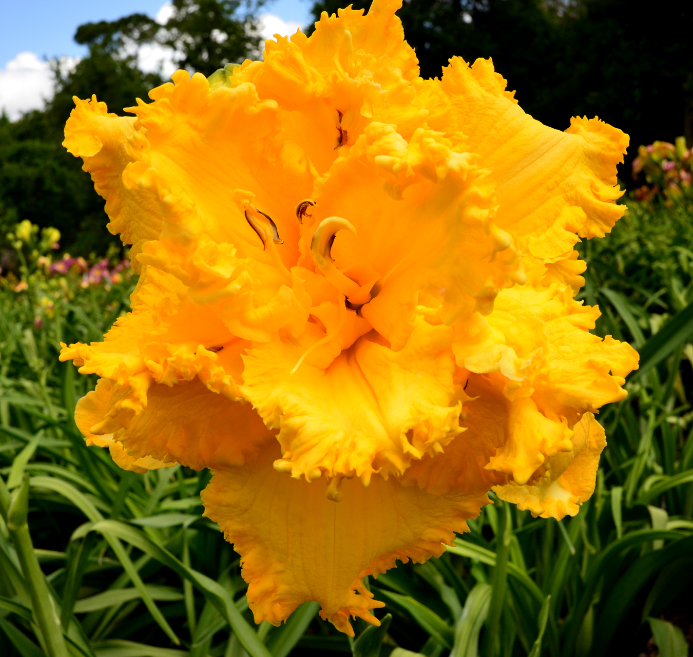 Now That's Cheesy, Daylily