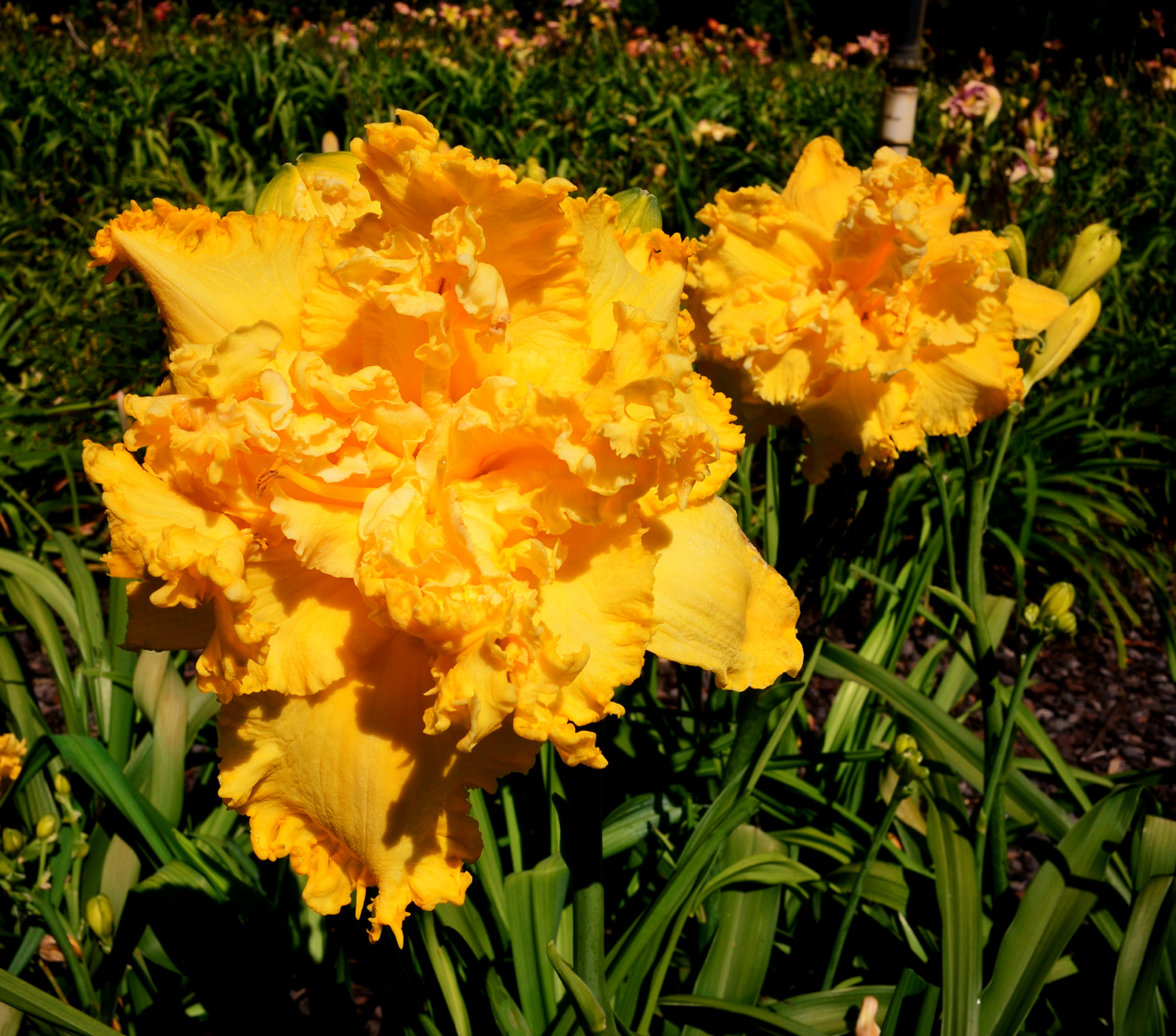 Now That's Cheesy, Daylily