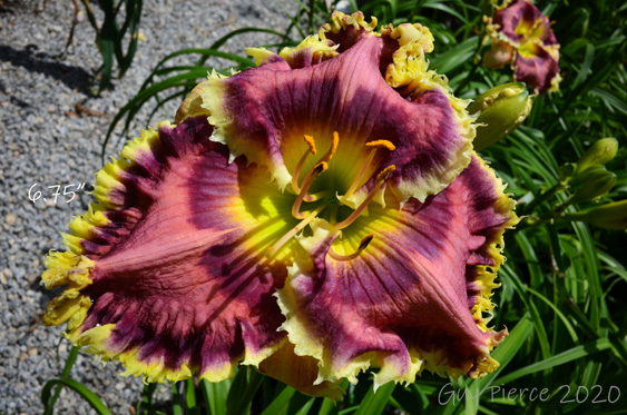 Prickly Plums,  Daylily