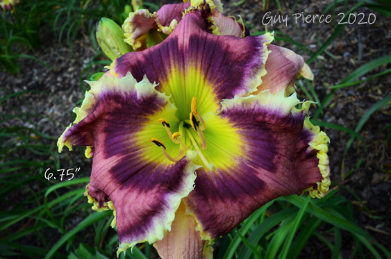 Prickly Plums,  Daylily