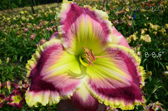 Raspberry Mint Sorbet,  Daylily