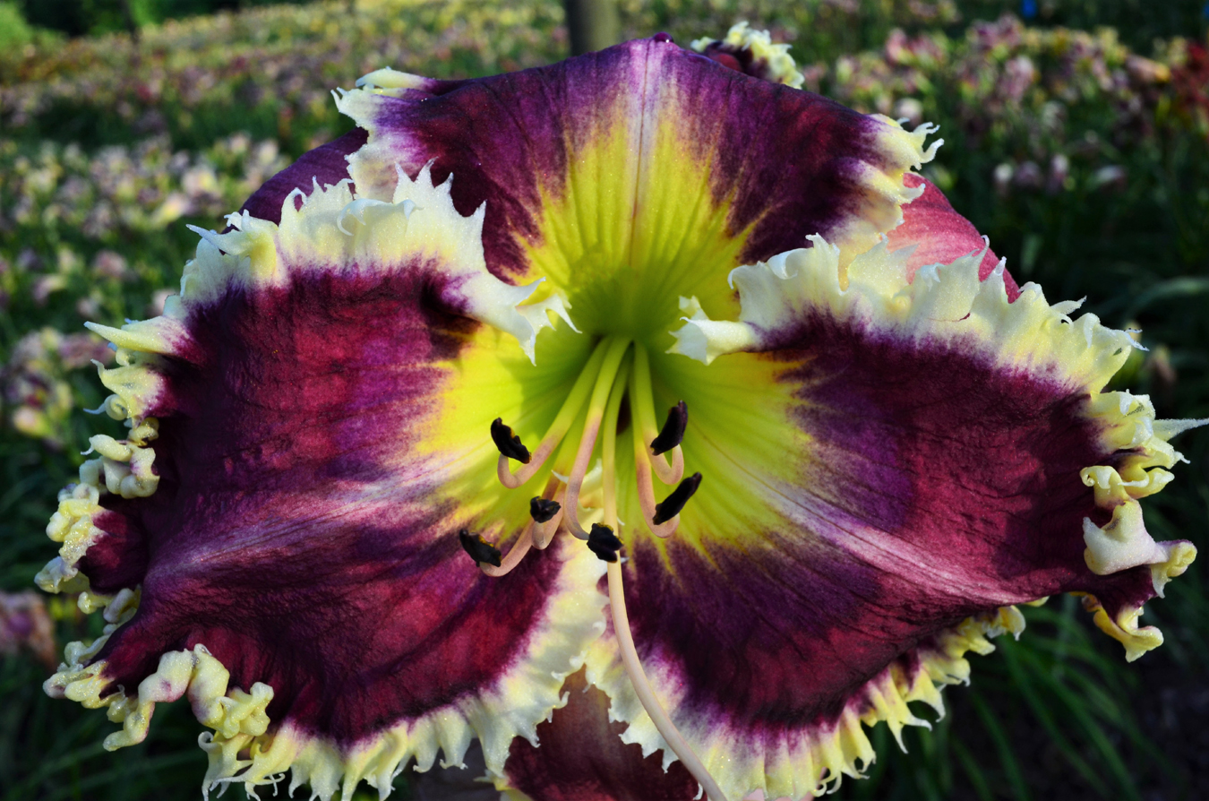 Regal Dragon, Daylily