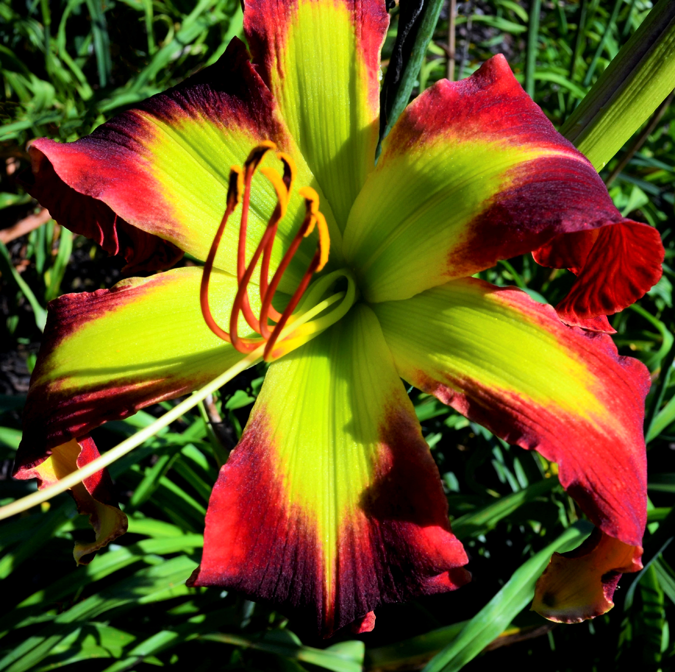 Scarlet Marvel, Daylily