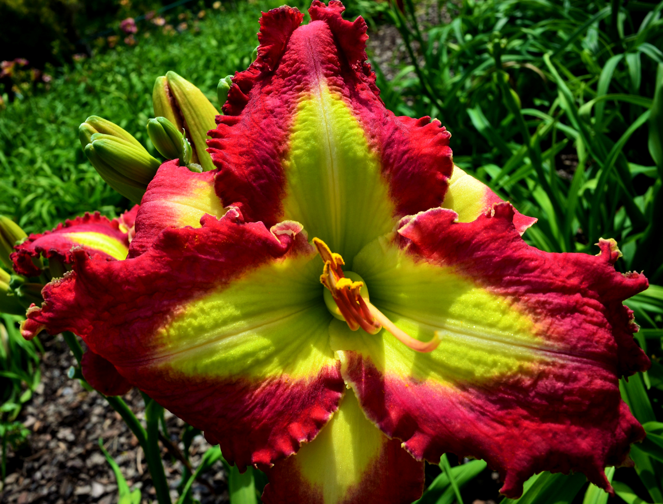 Screaming Cherries, Daylily