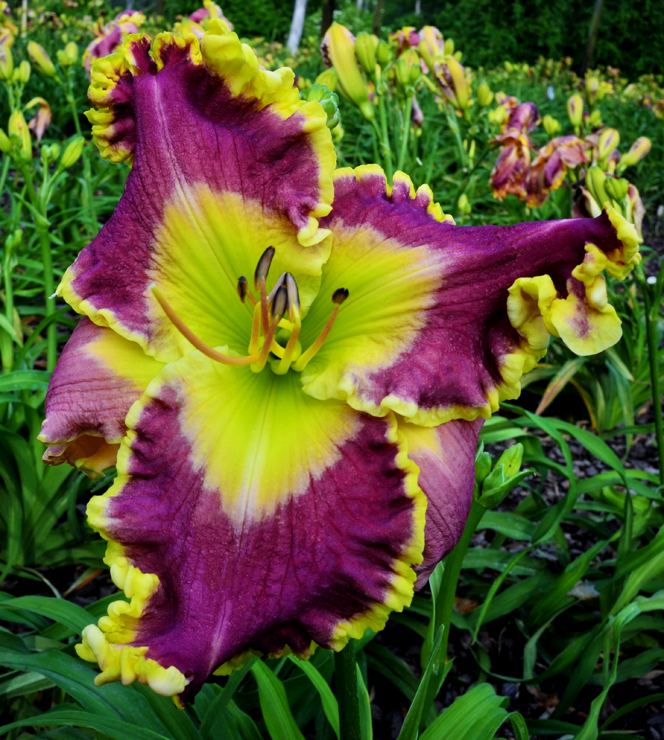 State of the Art, Daylily