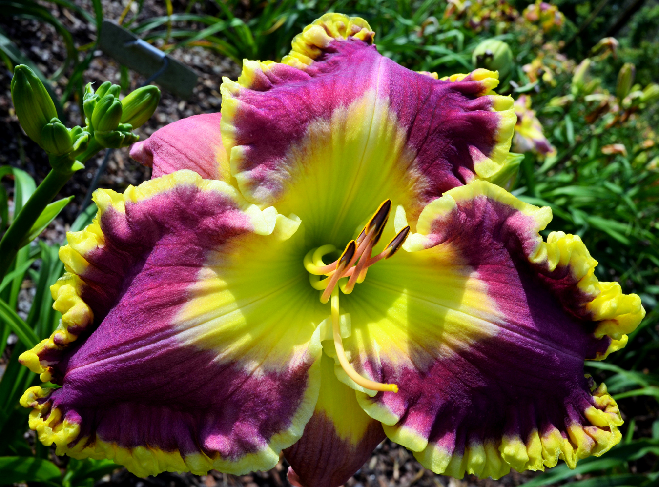 State of the Art, Daylily