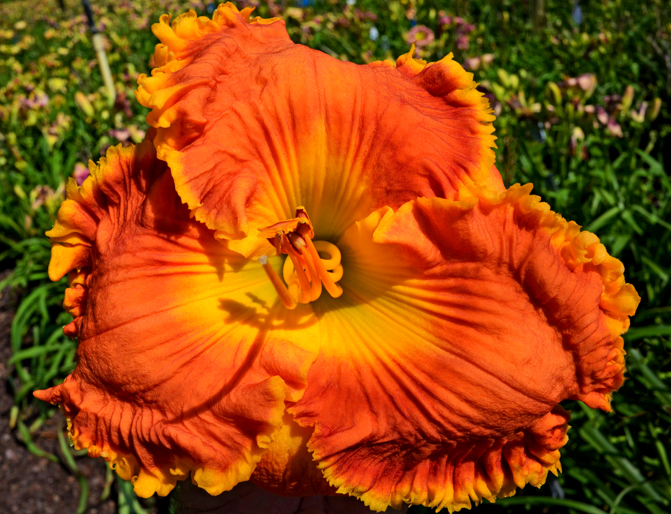 Sweet Summer Sizzle, Daylily