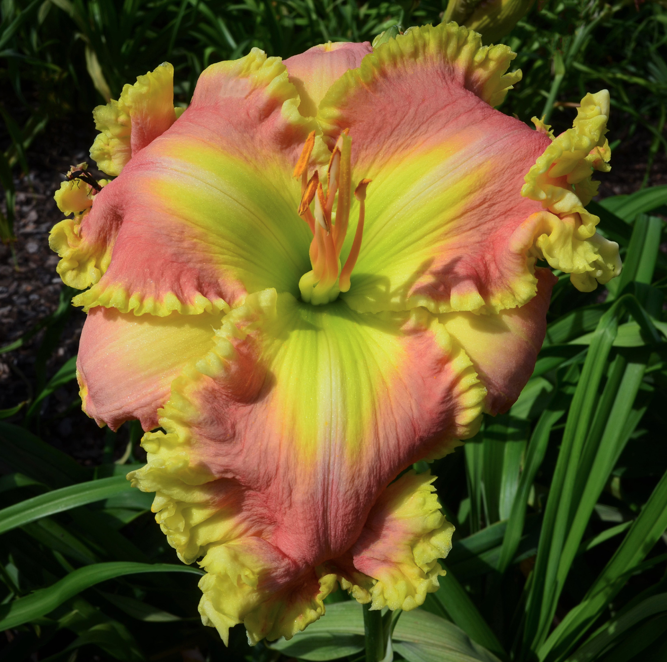 The Pink Shabang, Daylily