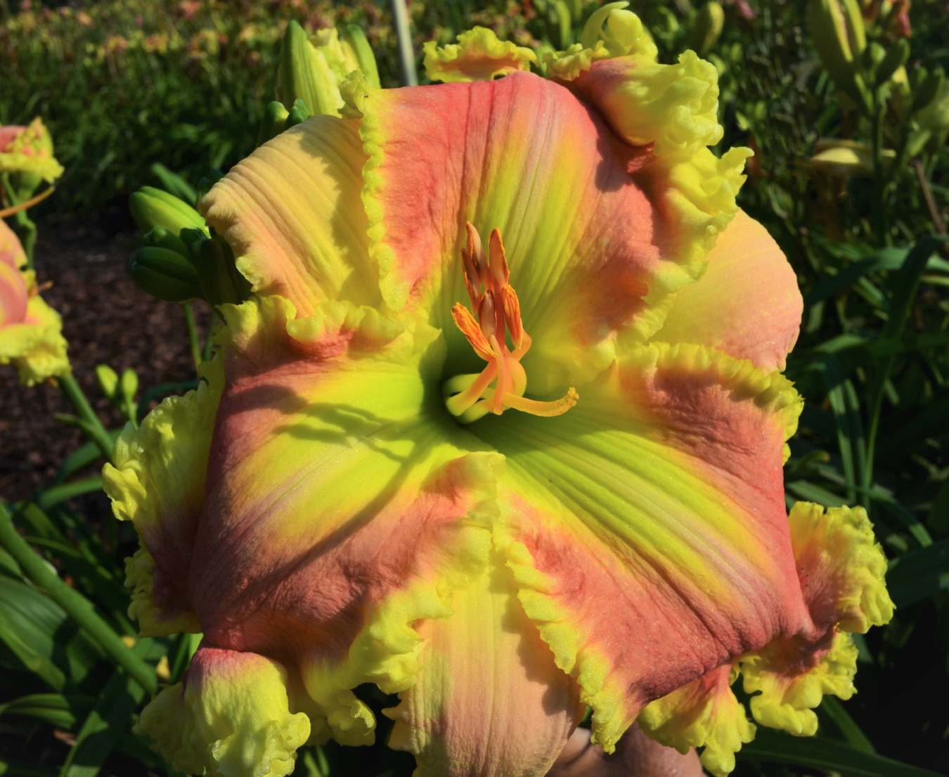 The Pink Shabang, Daylily