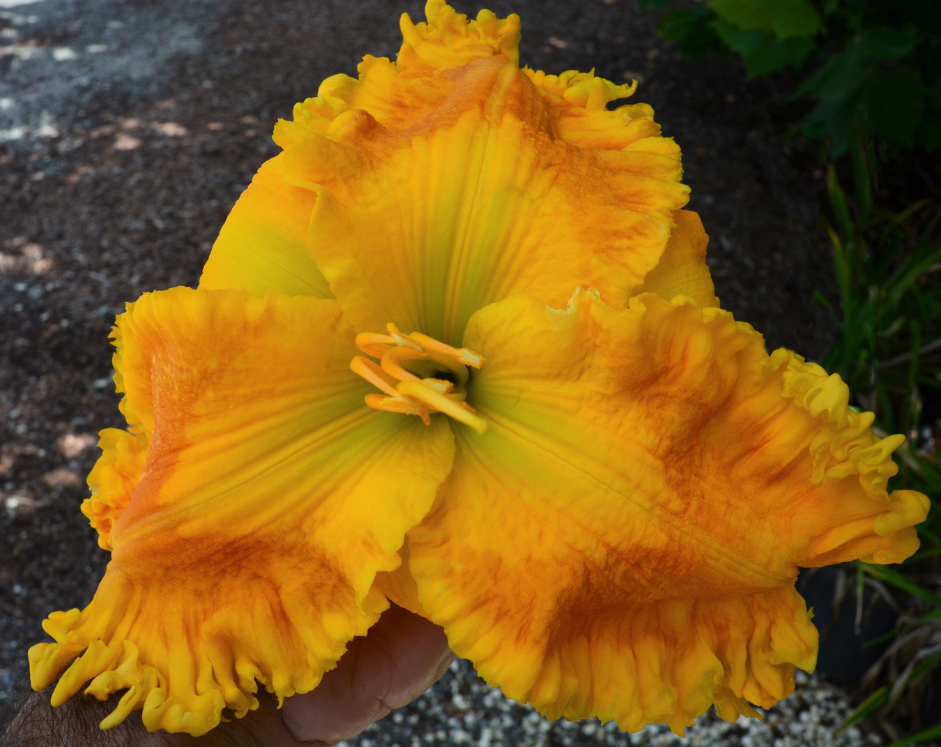 The Whole Nine Yards, Daylily